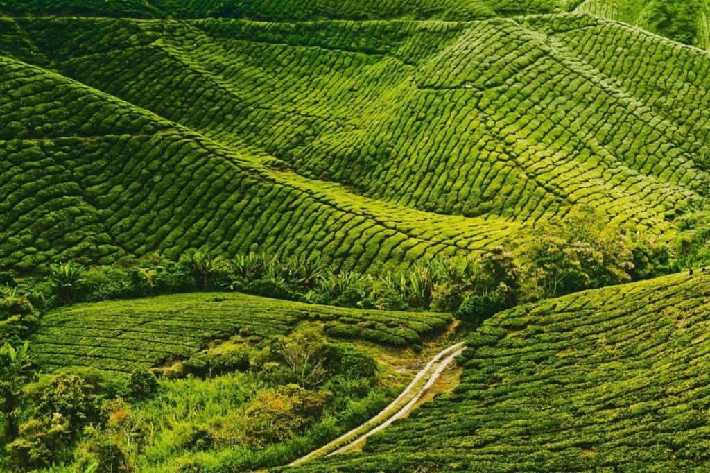 Krs Pines Hotel Cameron Highlands Exterior photo